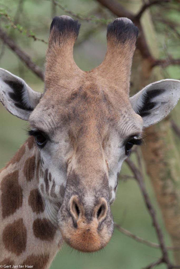 giraffe, Arusha National Park, Tanzania