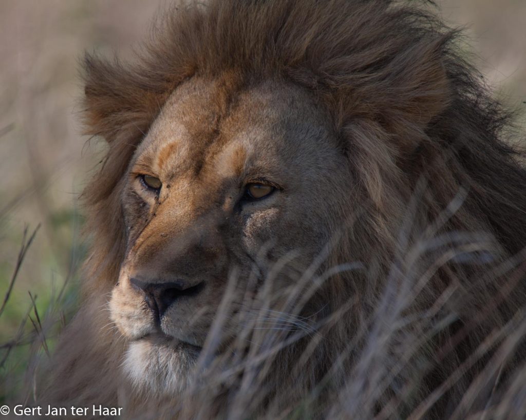 lion, Serengeti, Tanzania