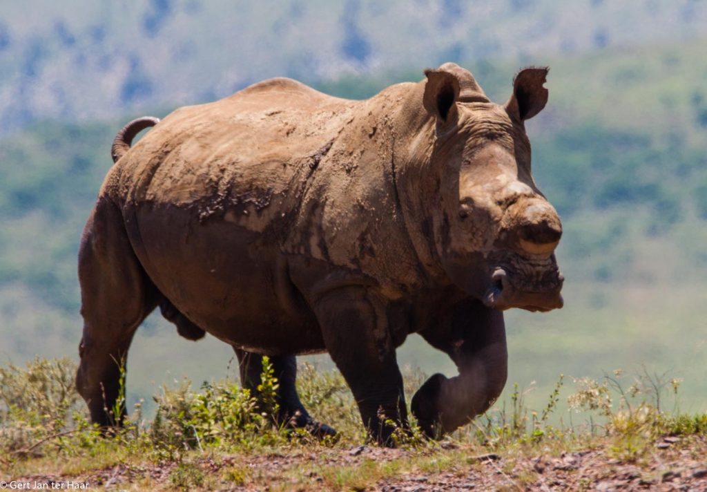 rhino close view, Ithala National Park, South Africa